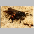 Anoplius viaticus - Wegwespe 42c 12mm - Halen - beim Nestverschluss.jpg